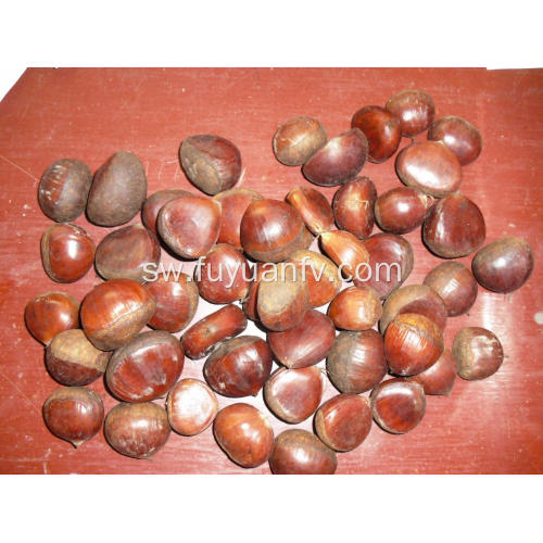 High Quality Kichina Kuvunja Fresh Chestnut matunda